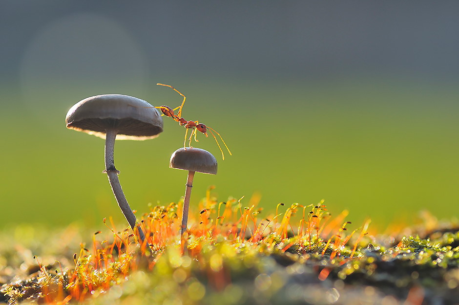 Vielleicht etwas Photoshop dabei: Eine Ameise huscht über eine Pilzfamilie