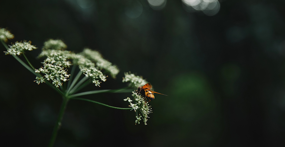 Eine Biene oder Wespe auf einer Blume zu fotografieren, muss kein langweiliges Bild ergeben, wie du bei dieser Nahaufnahme siehst