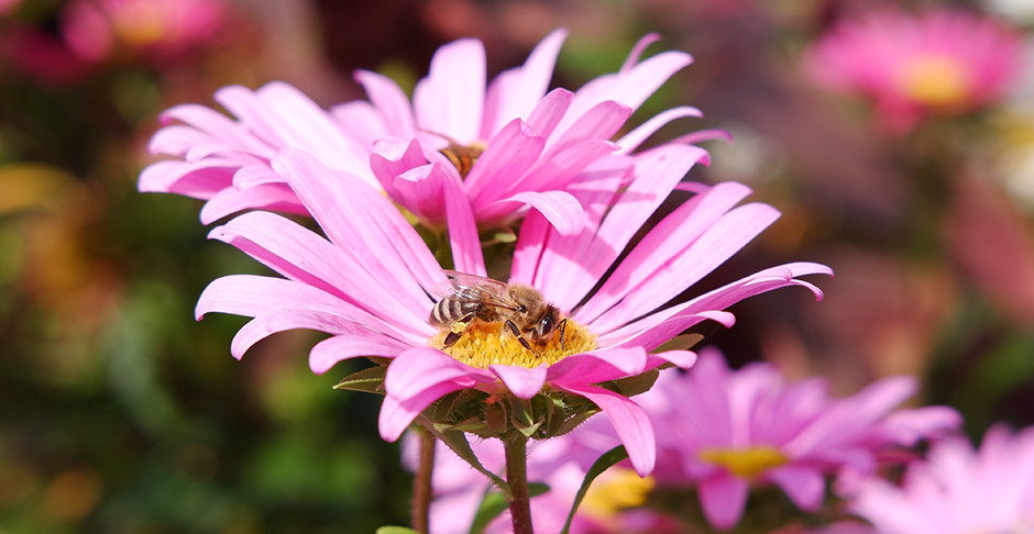 Makrofotografie Blume Biene - Makrofotografie für Anfänger: 7 Tipps die dir den Einstieg erleichtern