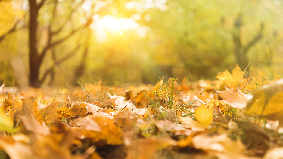 Die Herbstsonne macht es einem leicht, schöne Herbstmotive zu finden