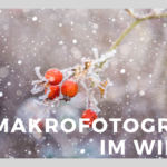 Makrofotografie im Winter