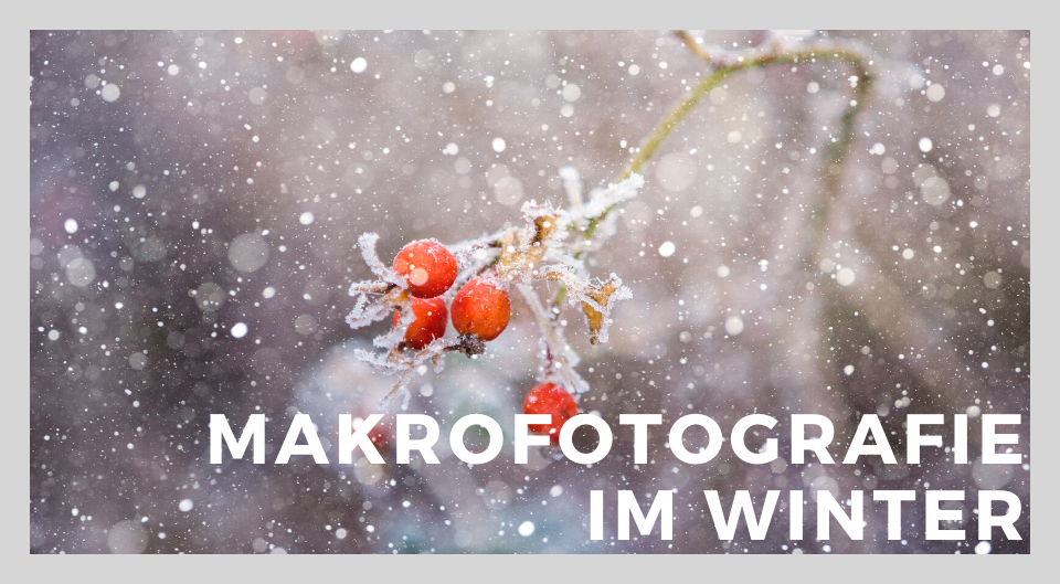 Makrofotografie im Winter