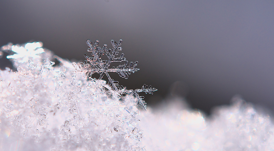 Winter Makrofotografie Frost Schneeflocke