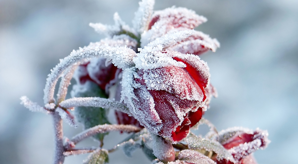 Eine gefrorene Rosenblüte ist ein besonders schöner Anblick
