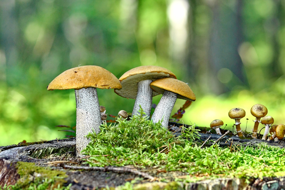 Kleine und große Pilze, etwas moos und ein verschwommener Hintergrund – fertig ist das perfekte Pilzfoto