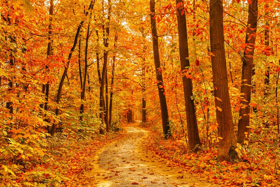 Herbstwald Fotografie Licht - Gibt es die beste Zeit zum Fotografieren?