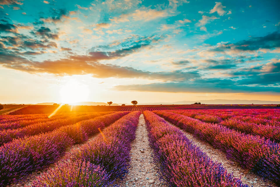 Lavendelfeld Fotografie Licht