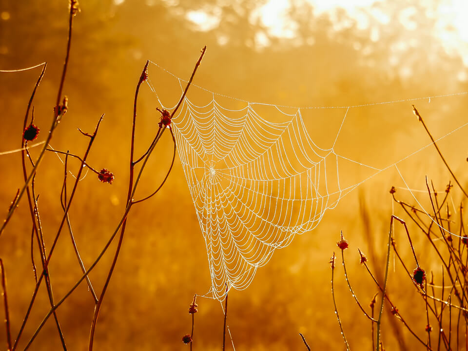 Morgen Spinnennetz Tau Fotografie Licht