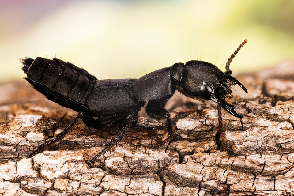 Dieses Makrofoto eines Insekts ist mittels Fokus Stacking entstanden – von hinten bis vorn ist alles an dem Tier scharf