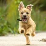 Hundefotografie Tipps 4 150x150 - Kaufberatung: 6 Einsteigerkameras bis 600 Euro