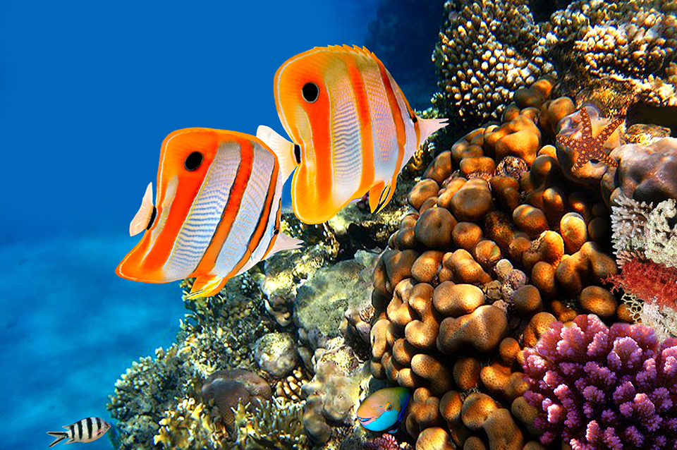 Unterwasserfotografie Meer Korallen Fische