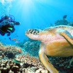 Unterwasserfotografie Meer Korallen Schildkroete 150x150 - 9 Dinge, die jeder Fotograf braucht