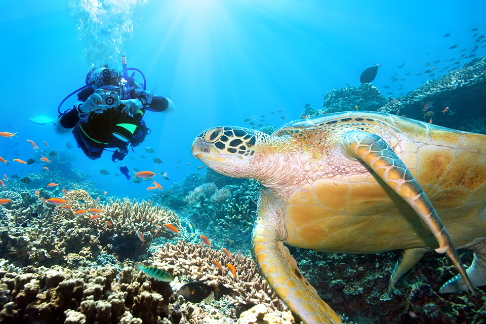 Unterwasserfotografie Meer Korallen Schildkroete - Fun-Kameras und Actionskameras 2022