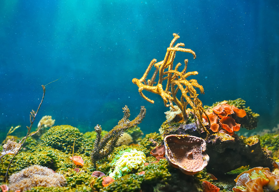 Unterwasserfotografie Meer Korallen