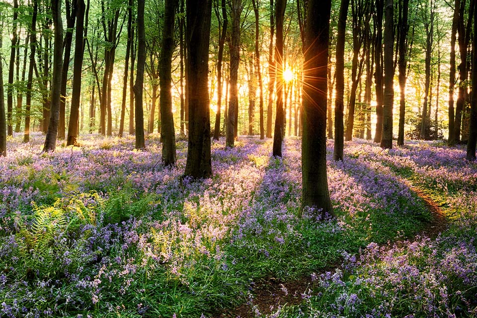 Sonnenstern Blendenstern Wald