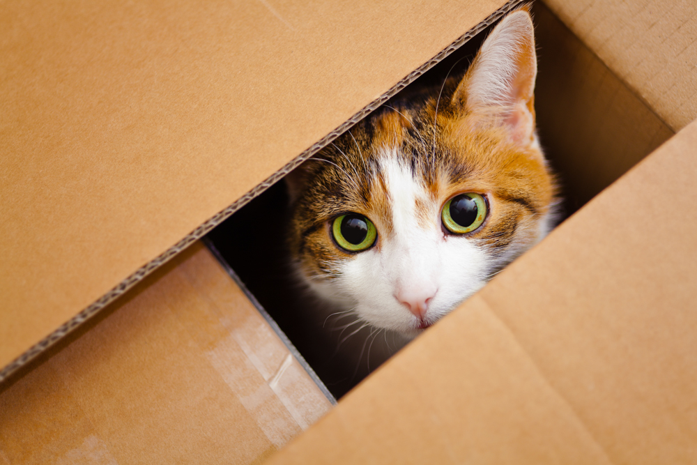 Katzenfotografie Augen Autofokus 3 - Katzenfotografie: 15 Tipps für bessere Katzenfotos