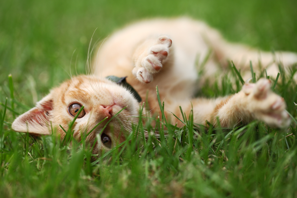 Katzenfotografie Katze spielt im Gras 2
