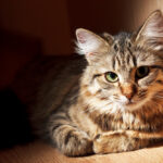 Katzenfotografie Tipps 2 2 150x150 - Ask the Pro mit @sumse: Die Frau für geniale Sonnenaufgänge