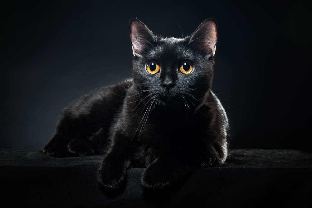 Katzenfotografie Tipps schwarze katze 2