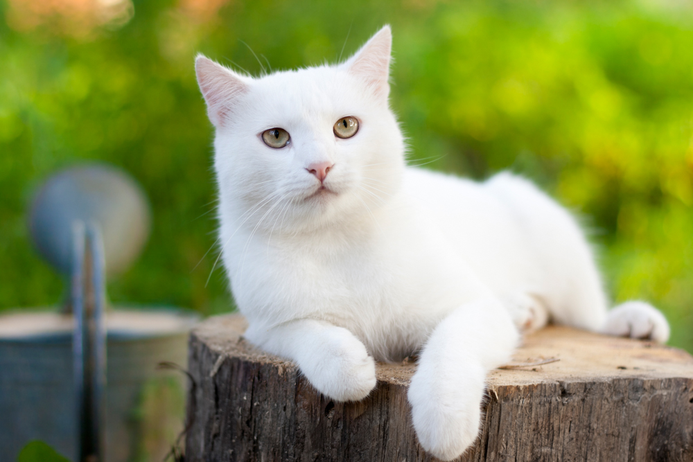 Katzenfotografie Tipps weisse katze 2 - Katzenfotografie: 15 Tipps für bessere Katzenfotos