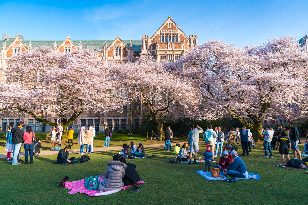 Wenn auf dem Campus der University die Kirschbäume in ihrer vollsten Blüte stehen, ist die beste Zeit für tolle Instagram-Fotos