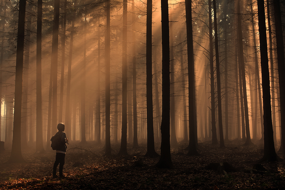 Waldfotografie Tipps Baeume Sonnenschein