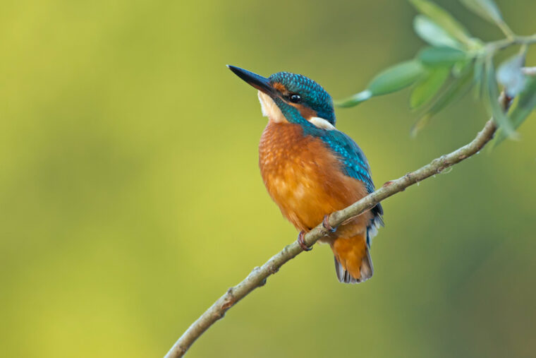 Vogelfotografie: 12 Tipps Für Hammergeile Bilder » Lens-Aid