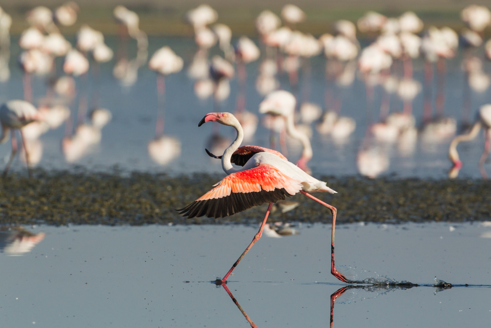 Vogelfotografie Tipps Flamingo 2