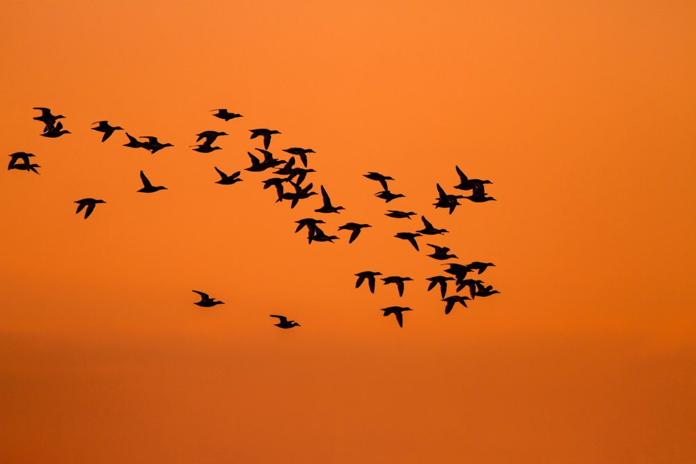 Vogelfotografie Tipps Sonnenuntergang Voegel 2