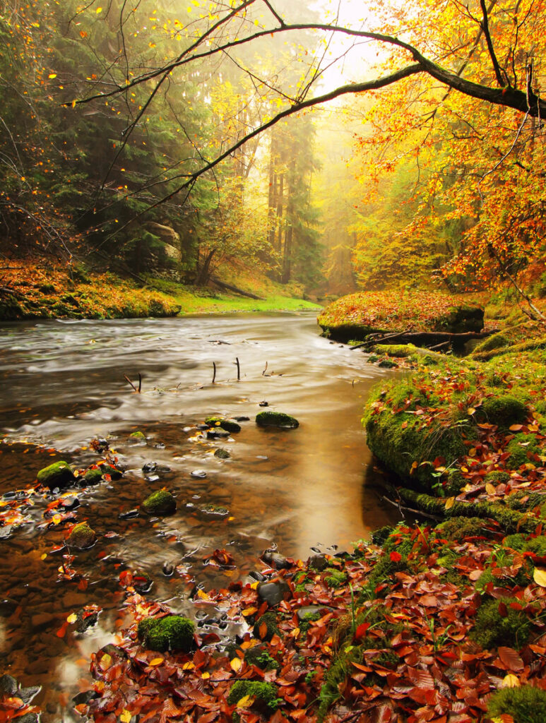 Bachläufe gepaart mit rotbraunem Herbstlaub ergeben ein tolles Fotomotiv