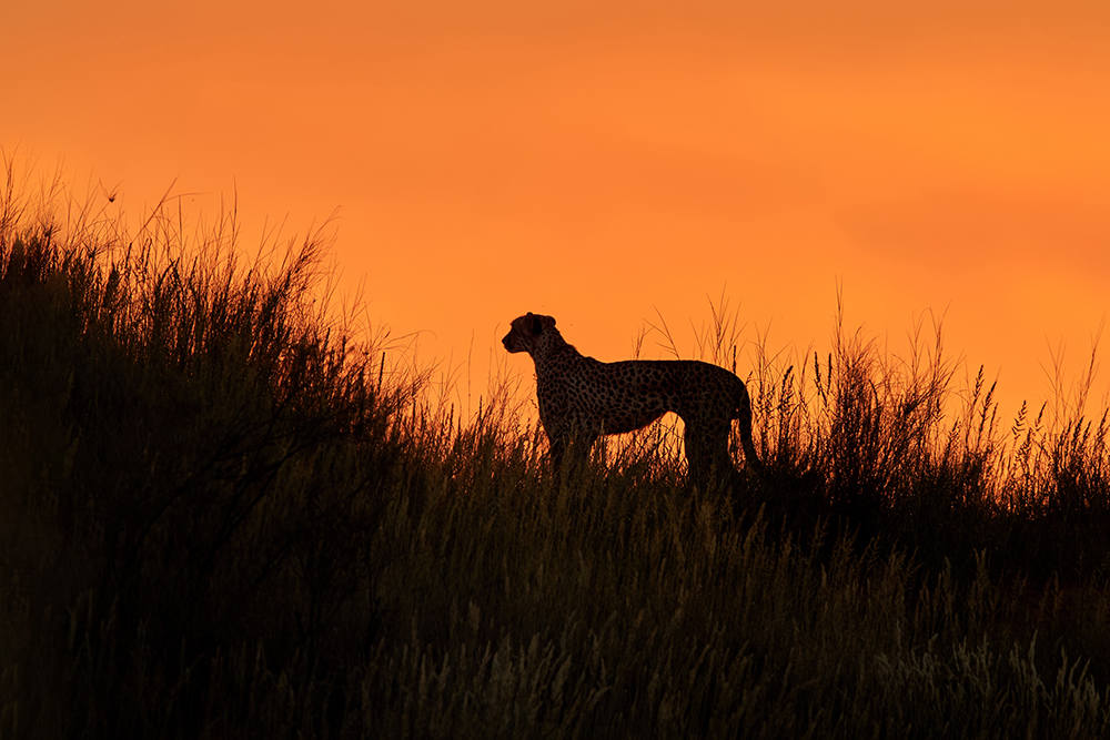 Savanne Gepard Silhouette - Silhouetten fotografieren: So gelingt dir ein tolles Silhouetten-Foto