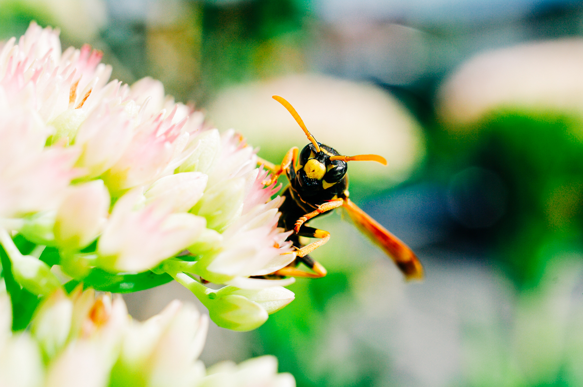Sommer fotografieren tipps 7 Makrofotografie Biene