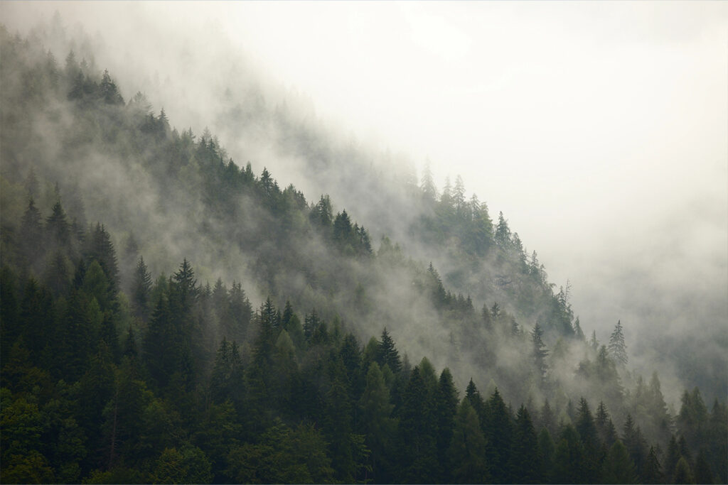 Nebelfotografie Wald