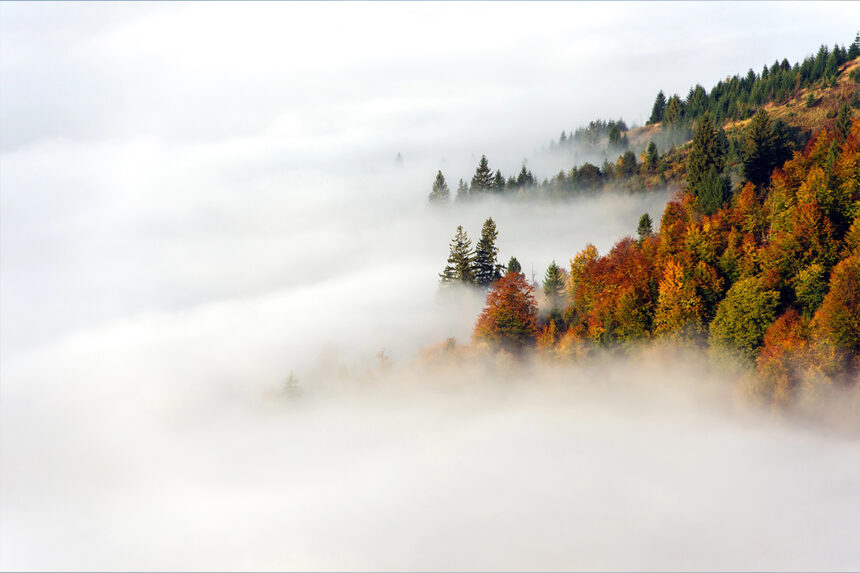 Nebelfotografie Wald 2